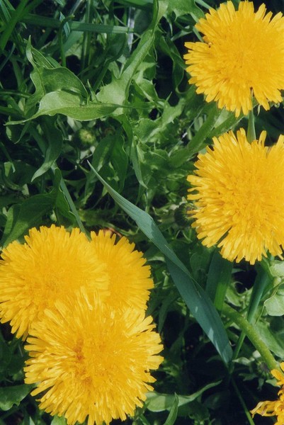 Dandilions