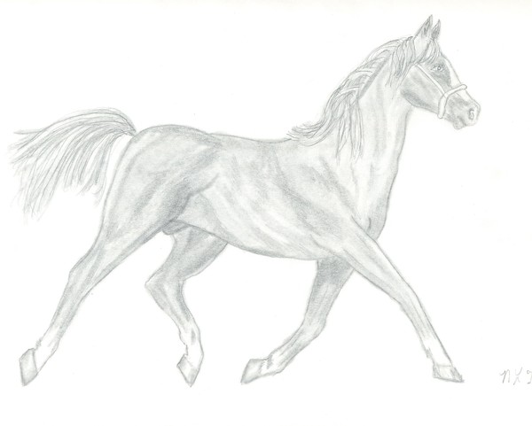 Horse at play