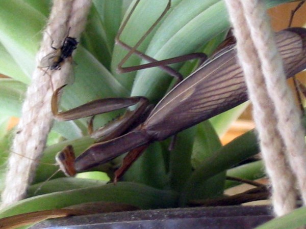 Mantis and the fly