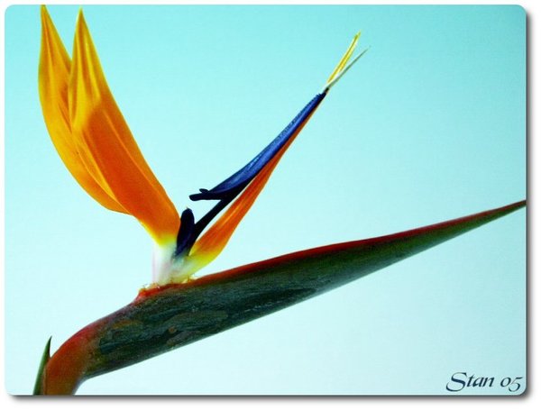My Birdie 2