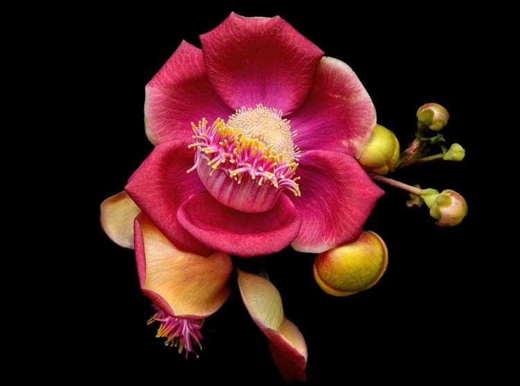 Exotic Tropical Cannonball Flower