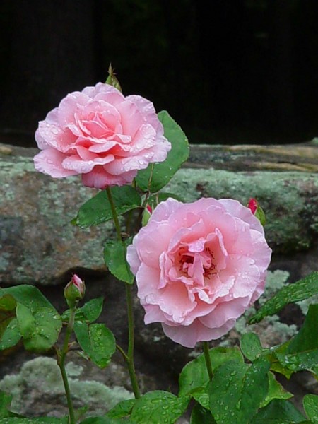 Portrait of Pink
