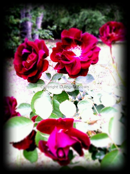 Rosebush