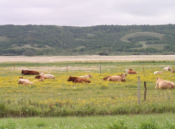 Cattle & Flowers