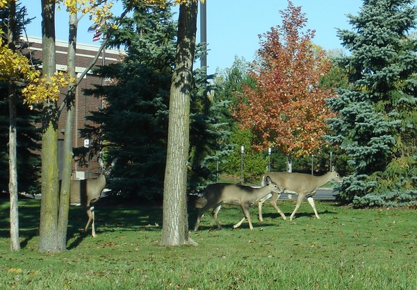 Deer Crossing
