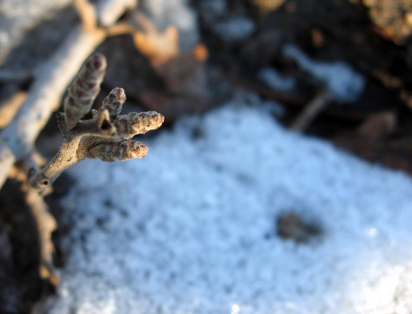 Little Buds