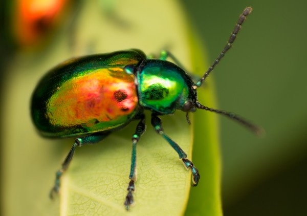 Dogbane Beetle