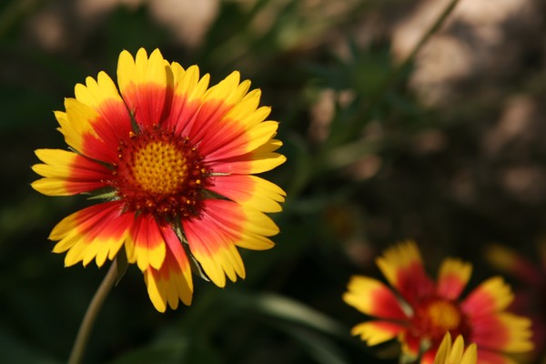 A Flower for You