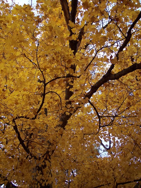 Yellow Maple