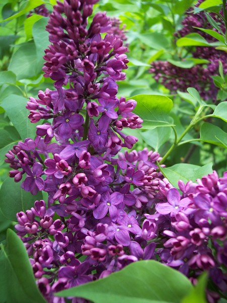 Purple Lilac