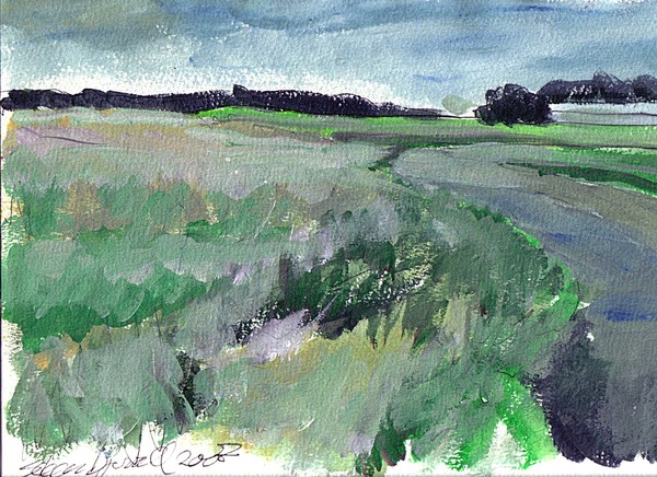 swamp