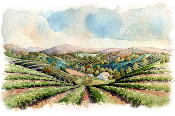 Vineyard Napa Valley