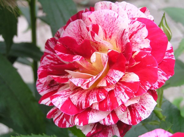 The Rose