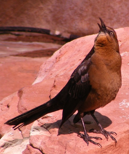 Female Grackle Looking Up