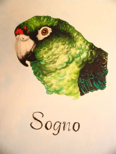 Sogno - Jardines Parrot