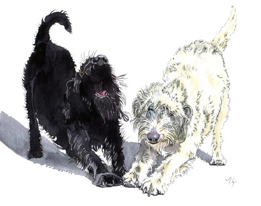 Labradoodle Doodle