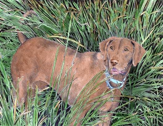 Weimaraner