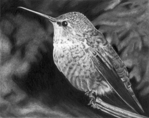 Hummingbird