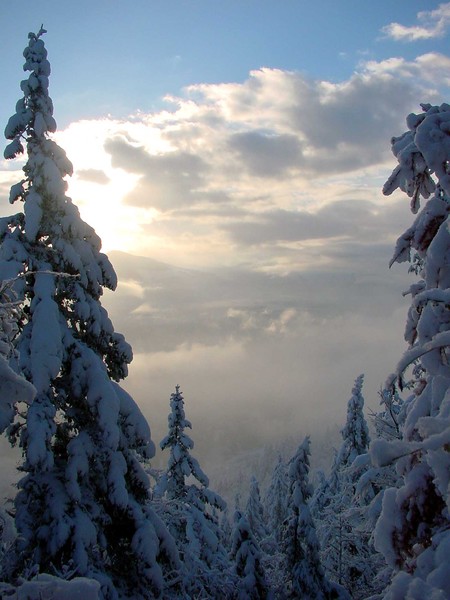 Snowy trees