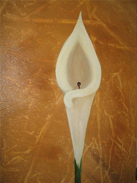 Calla