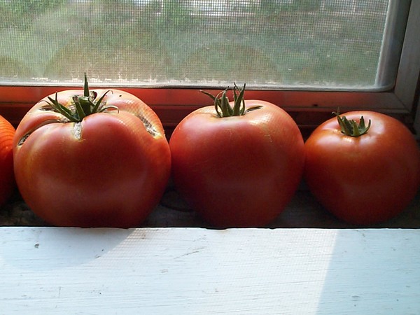 Tomatoes in the Sun
