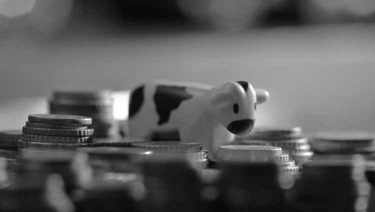 Cash Cow