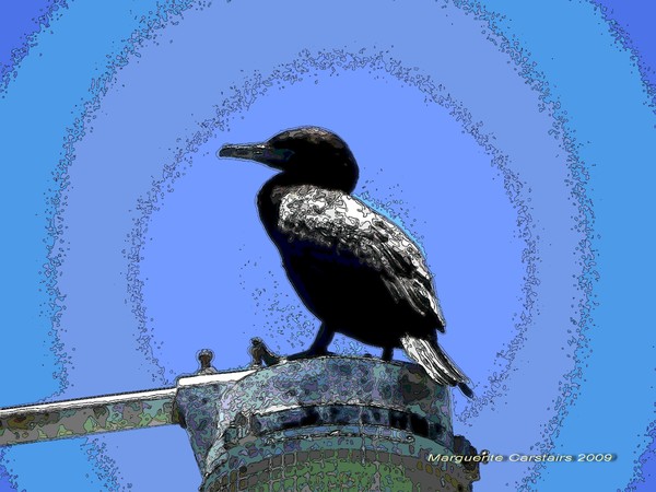 Cormorant