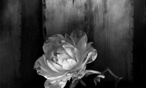 White Rose