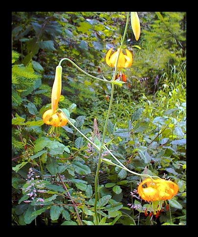 Wild Tiger Lilly
