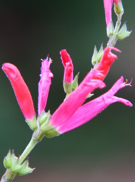 Up Close 004