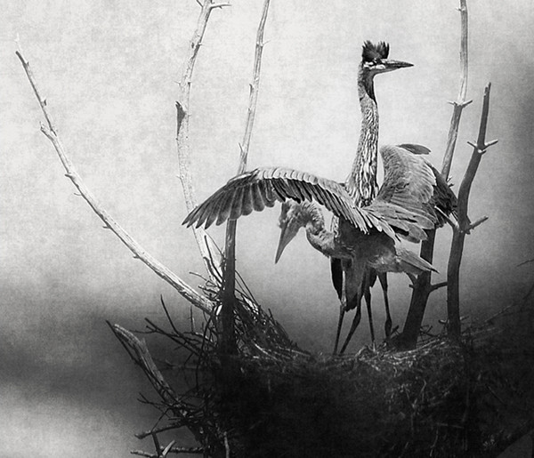 Great Blue Heron Fledglings