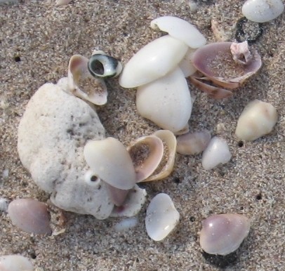 Face Shells