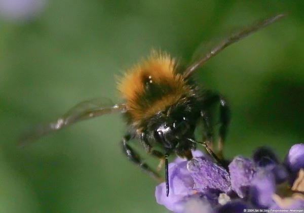Bumblebee on Lavender