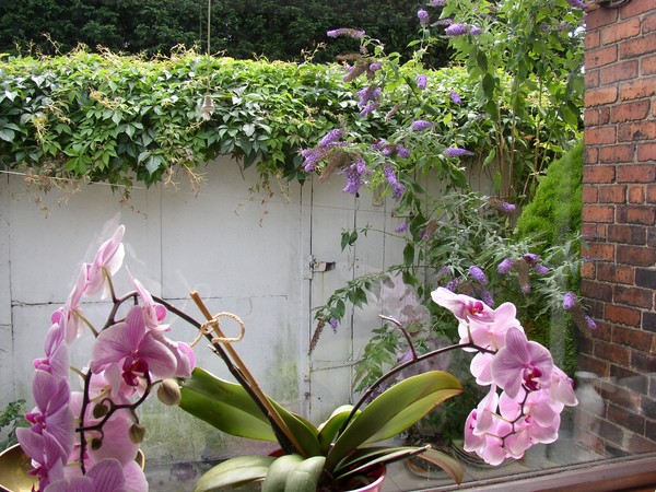 Butterfly bush through kitchen window