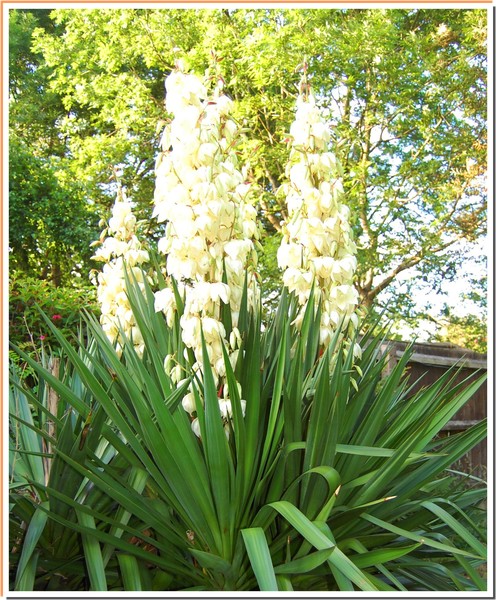 Yucca in our garden