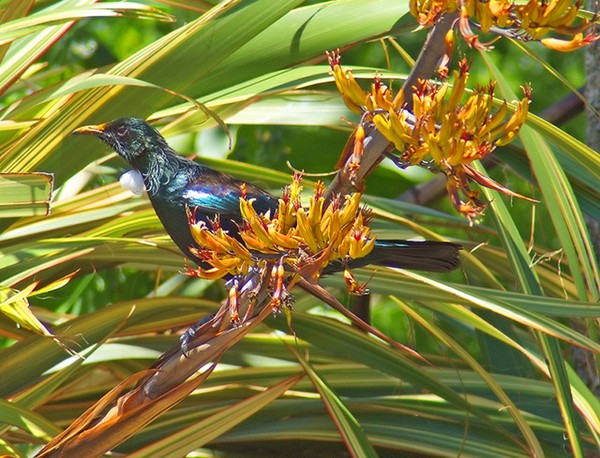 Todays Tui