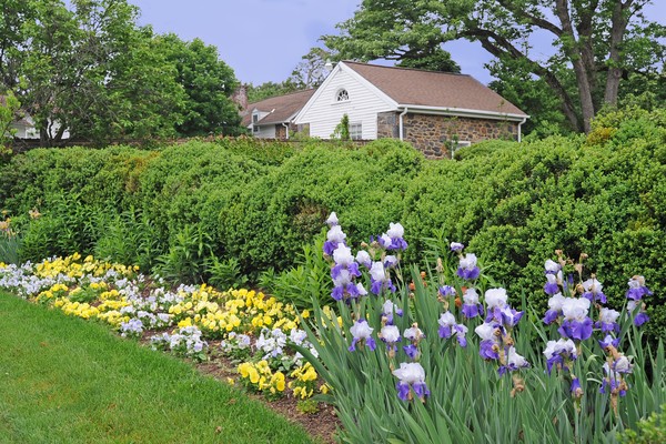 Iris and Pansies at Goodstay