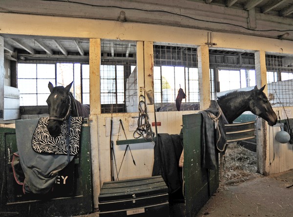 Barn Horses