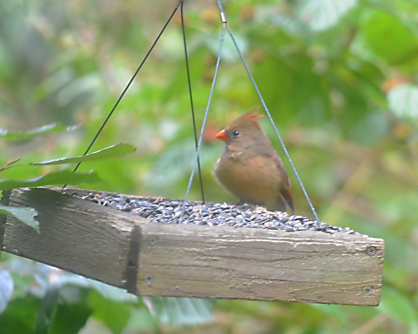 Female Cardinal