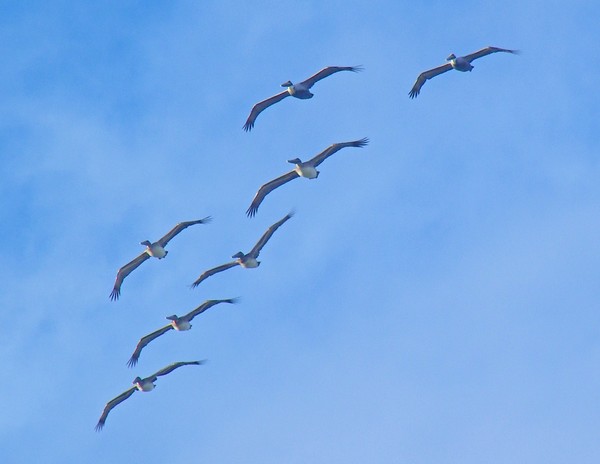 Pelican  Squad