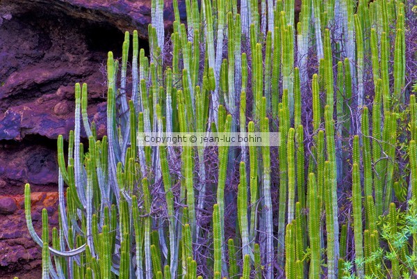 EUPHORBIA CANARIENSIS