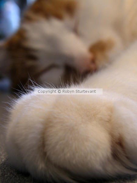 Nap Time