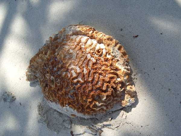 Coral On The Beach