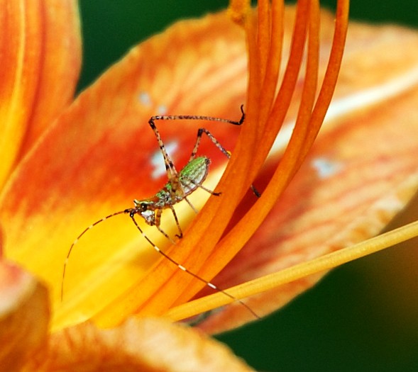 Mr.Buggy Is Walking Down On The Flower 