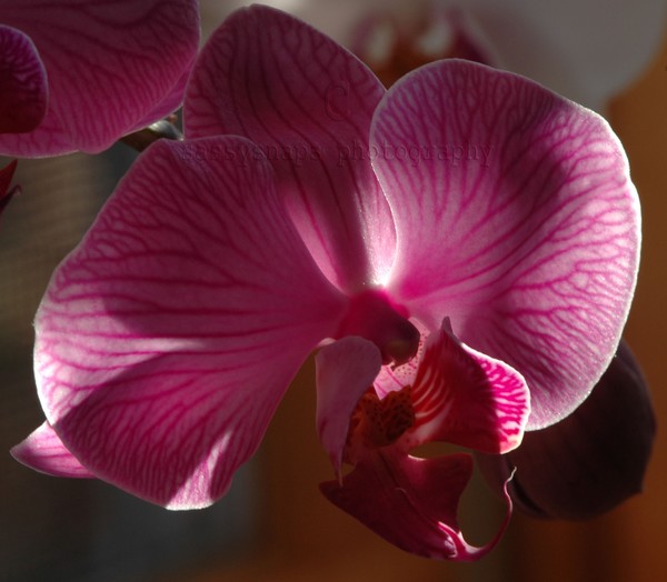 Red Orchid