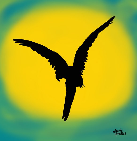 Macaw in Flight