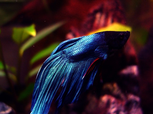 Blue Betta2