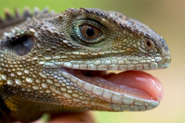 Water Dragon