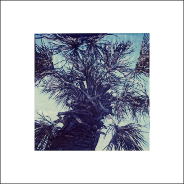 Palmetto Tree