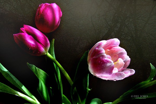 Transforming Beauty